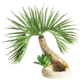 biOrb Palmový strom Seychelly S