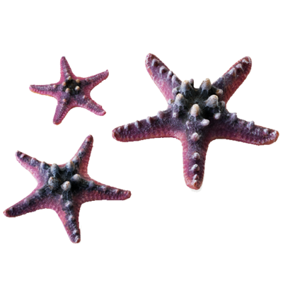 biOrb Sea - set hvězdic - růžové 10, 8 a 5 cm
