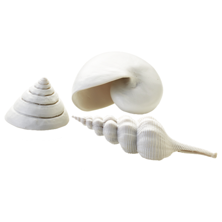 biOrb Sea Shells Decor Set bílé 12, 7, 5 cm