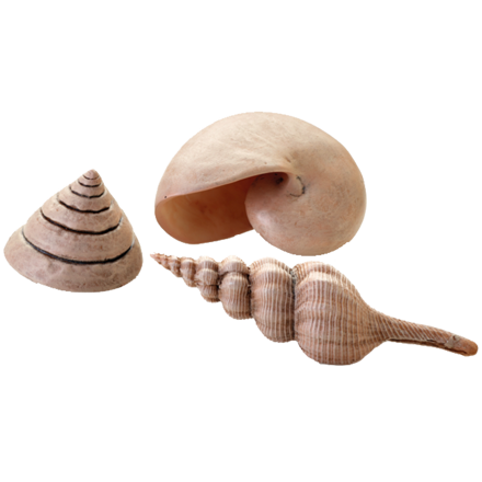 biOrb Sea Shells Decor Set natural 13 cm, 6,5 cm, 9,5 cm