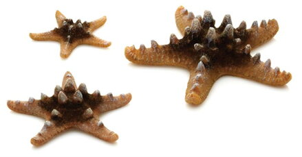 biOrb Sea Stars Set přírodní 10, 8 a 5 cm