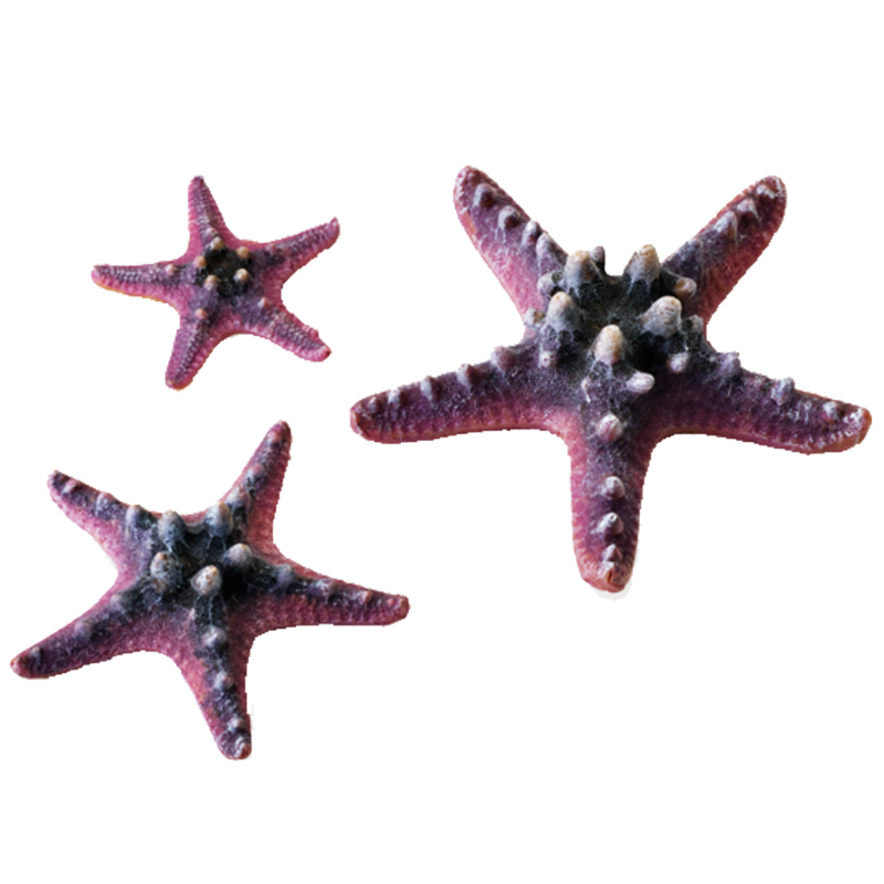 biOrb Sea - set hvězdic - růžové 10, 8 a 5 cm biOrb Sea - set hvězdic - růžové 10, 8 a 5 cm