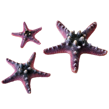 biOrb Sea - set hvězdic - růžové 10, 8 a 5 cm